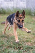 Bindi, a black and tan german shepherd