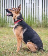 Bindi, a black and tan german shepherd