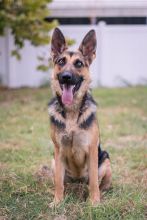 Bindi, a black and tan german shepherd