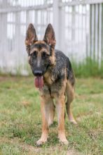 Basha, a black and tan german shepherd