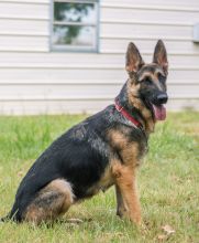 Basha, a black and tan german shepherd