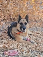 Bear, a black and tan german shepherd