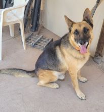 Bear, a black and tan german shepherd