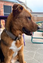 Red, Black and White German Shepherd mix looking towards the right