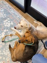Red, Black and White German Shepherd mix laying down with a white dog