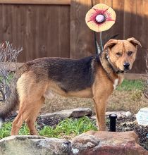 Red, Black and White German Shepherd mix standing outside