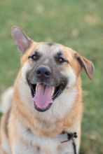 Beau, a black and tan german shepherd