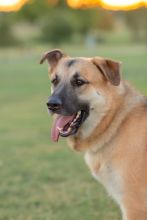 Beau, a black and tan german shepherd