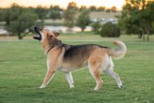 Beau, a black and tan german shepherd