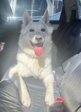 Beau, a fluffy white husky, shepherd, retriever mix