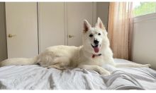 Beau, a fluffy white husky, shepherd, retriever mix