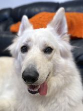 Beau, a fluffy white husky, shepherd, retriever mix