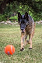 Bella, a black and tan german shepherd