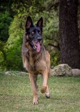 Bella, a black and tan german shepherd