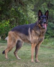 Bella, a black and tan german shepherd