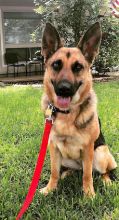 Bindi, a black and tan german shepherd