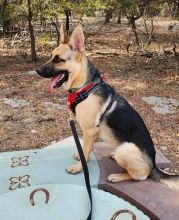 Brady, a black and tan german shepherd