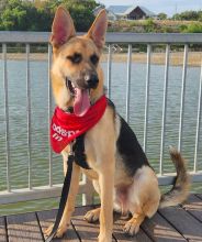 Brady, a black and tan german shepherd