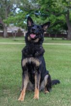 Brita, a black and tan german shepherd