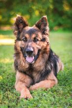 Buddy, a long haired black and tan German Shepherd