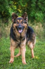 Buddy, a long haired black and tan German Shepherd