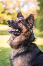 Buddy, a long haired black and tan German Shepherd