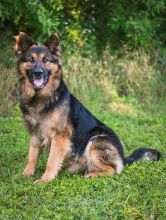 Buddy, a long haired black and tan German Shepherd