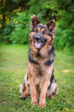 Buddy, a long haired black and tan German Shepherd