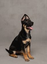 Cairo, a black and tan german shepherd puppy