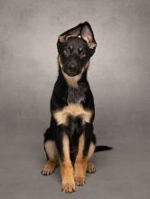 Cairo, a black and tan german shepherd puppy