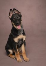 Cairo, a black and tan german shepherd puppy