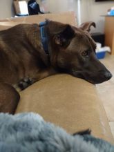 Cesar, a brown Belgian Malinois mix laying on a couch