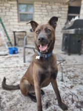 Cesar, a brown Belgian Malinois mix