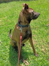 Cesar, a brown and black Belgian Malinois mix