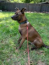 Cesar, a brown and black Belgian Malinois mix