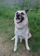Chance, a black and tan german shepherd