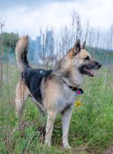 Chance, a black and tan german shepherd