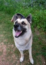 Chance, a black and tan german shepherd