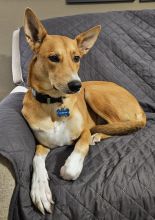 Charli, a tan and white shepherd mix