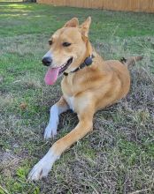 Charli, a tan and white shepherd mix