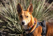 Charli, a tan and white shepherd mix