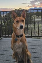 Charli, a tan and white shepherd mix