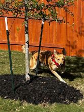 Tan German Shepherd in a red bandana running behind a tree