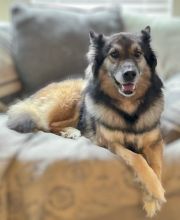 Chief, a beige, black and white shepherd