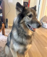 Chief, a beige, black and white shepherd