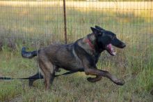 Chip, a black and sliver german shepherd