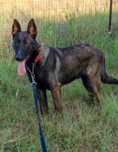 Chip, a black and sliver german shepherd