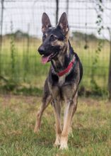 Chloe, a black and tan german shepherd