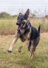 Chloe, a black and tan german shepherd