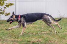 Chloe, a black and tan german shepherd